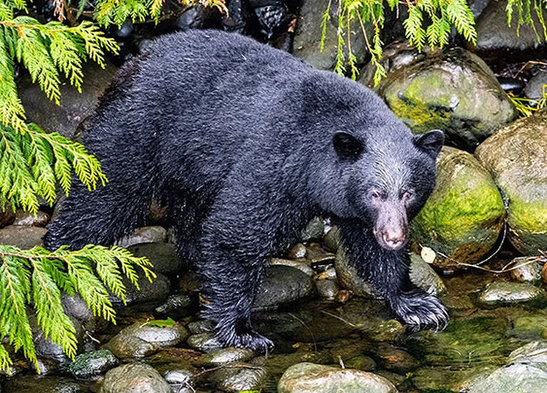 Bear Hunting Gear Buyer's Guide Bushnell