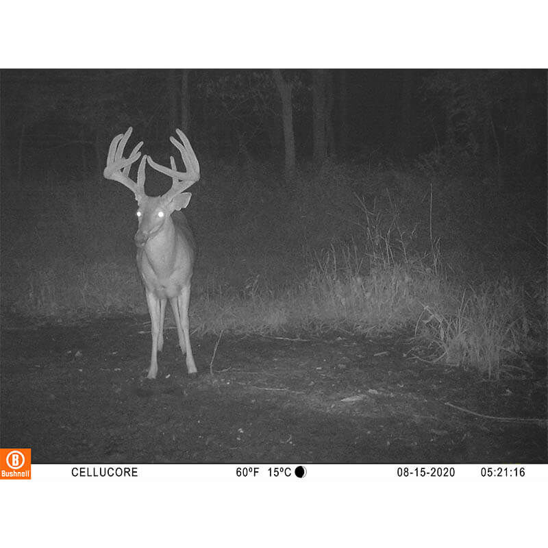 CelluCORE™ 20 Low Glow Cellular Trail Camera